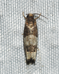 Epiblema desertana