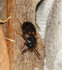 Mycetophagus serrulatus