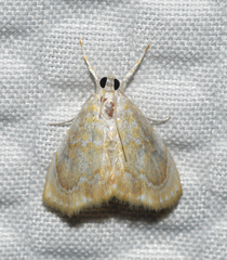 Glaphyria sesquistrialis