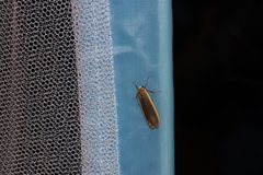 Eilema griseola