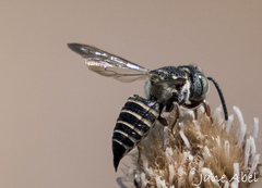 Coelioxys