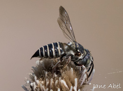 Coelioxys