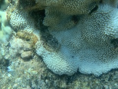 Montipora capitata