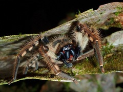 Rhitymna pinangensis