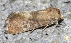 Aleptina