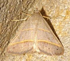 Hemeroplanis parallela