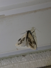 Cliniodes ostreonalis