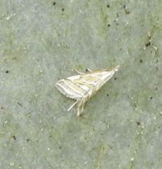Leptosteges parthenialis