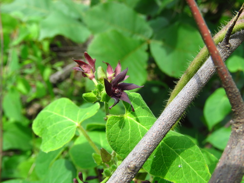 Image of Matelea hirtelliflora by (c) Annika Lindqvist, some rights reserved (CC BY)