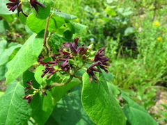 Matelea hirtelliflora