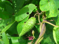 Matelea hirtelliflora