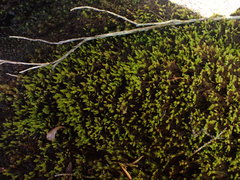 Hypnum dieckii