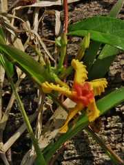 Mandevilla subsagittata