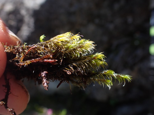 Image of Racomitrium lawtonae by no rights reserved