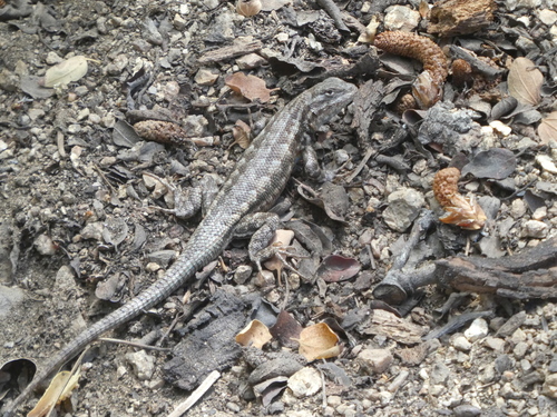 Southern Sagebrush Lizard, Sceloporus vandenburgianus
