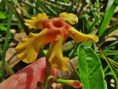 Mandevilla subsagittata