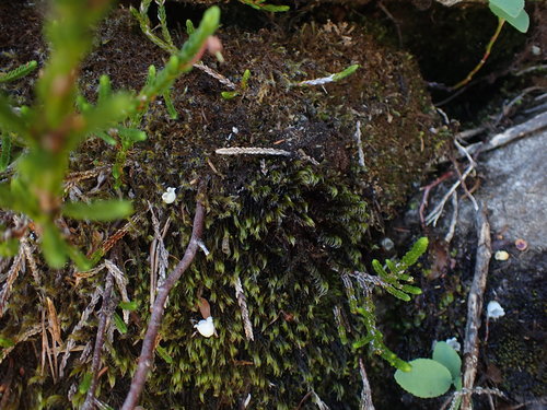 Image of Racomitrium lawtonae by no rights reserved