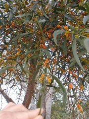 Phoradendron quadrangulare