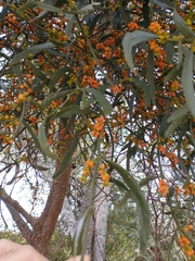 Phoradendron quadrangulare