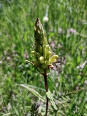 Pedicularis bracteosa
