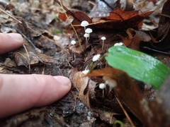 Mycena albiceps