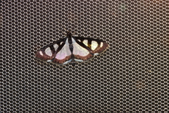 Glyphodes quadrimaculalis