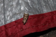 Nyctegretis triangulella