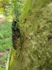 Tanna sozanensis