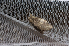 Peridea gigantea
