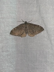 Anticlea multiferata