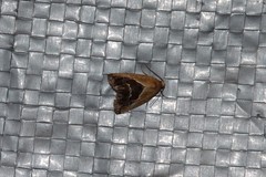 Maliattha chalcogramma