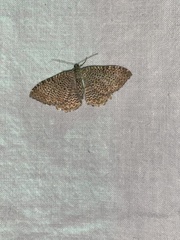 Anticlea multiferata