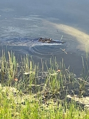 Alligator