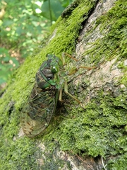 Tanna sozanensis