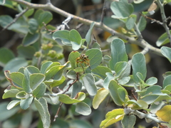 Callinicus pictitarsis