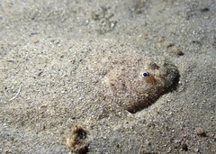 Aseraggodes lenisquamis