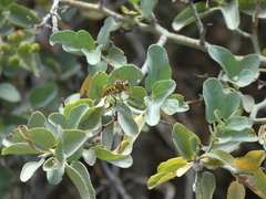 Callinicus pictitarsis