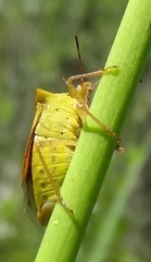 Euschistus ictericus