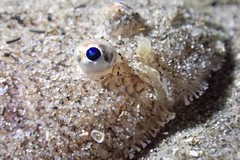 Aseraggodes lenisquamis