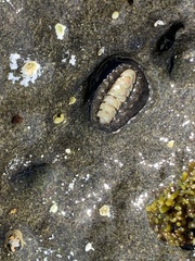 Acanthochitona viridis