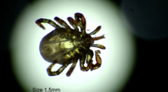 Ixodes holocyclus