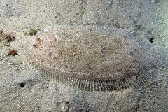 Aseraggodes lenisquamis