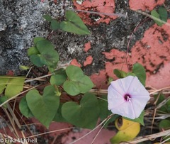 Ipomoea sagittifolia