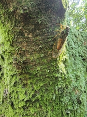 Tanna sozanensis