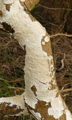 Aleurodiscus sparsus