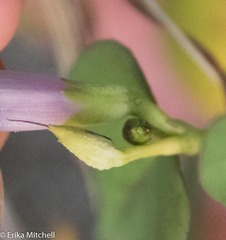Ipomoea sagittifolia