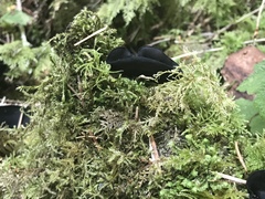 Pseudoplectania nigrella