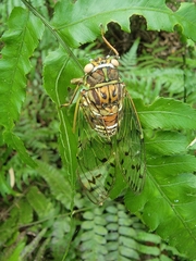 Tanna sozanensis
