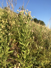 Erigeron acris podolicus