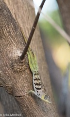 Anolis roquet salinei